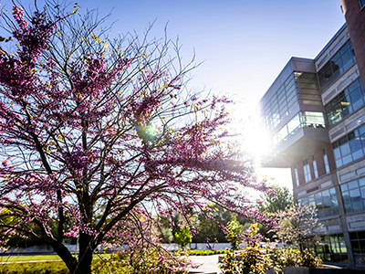 decorative image of campus exterior in spring