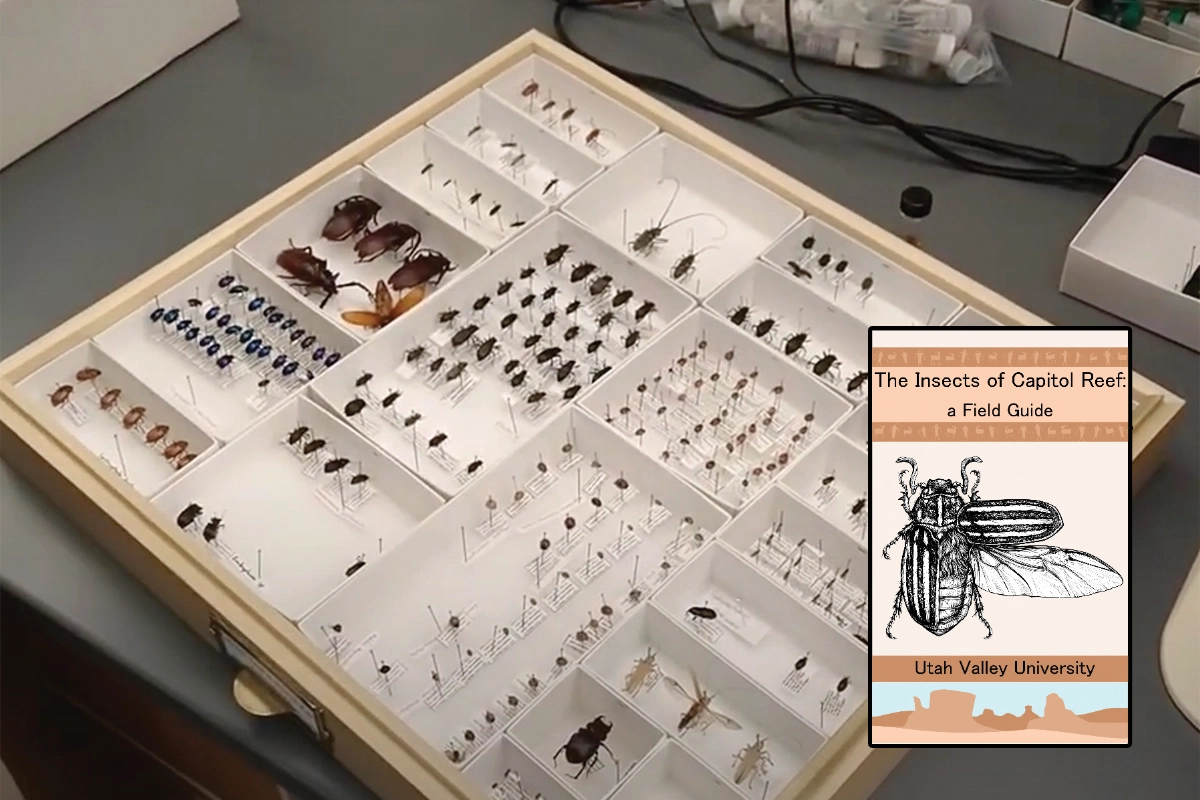 Various insects labeled and categorized in a case.